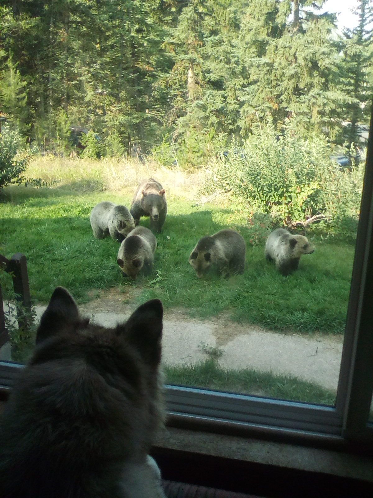 Grizzly family